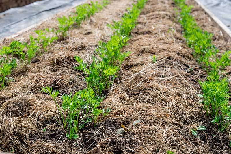 Mulching with Grass Clippings: An Effective Way to Nurture Trees Mulching with Grass Clippings: An Effective Way to Nurture Trees