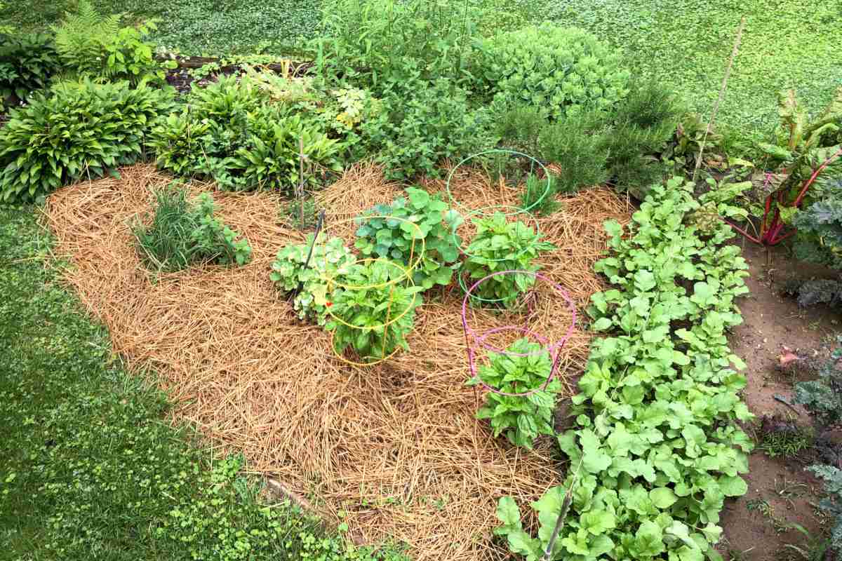 Mulching with Grass Clippings: An Effective Way to Nurture Trees Mulching with Grass Clippings: An Effective Way to Nurture Trees