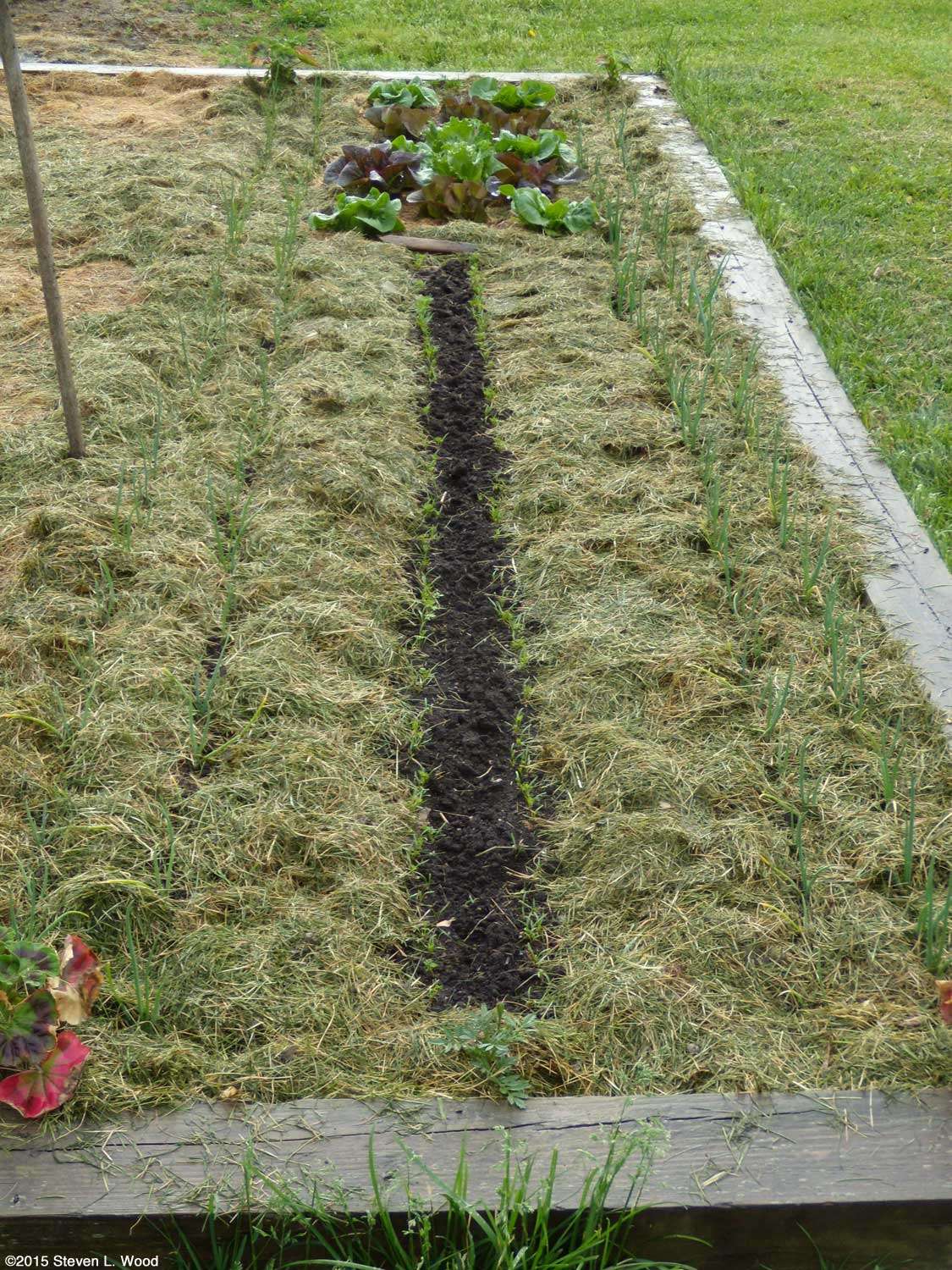 Mulching with Grass Clippings An Effective Way to Nurture Trees