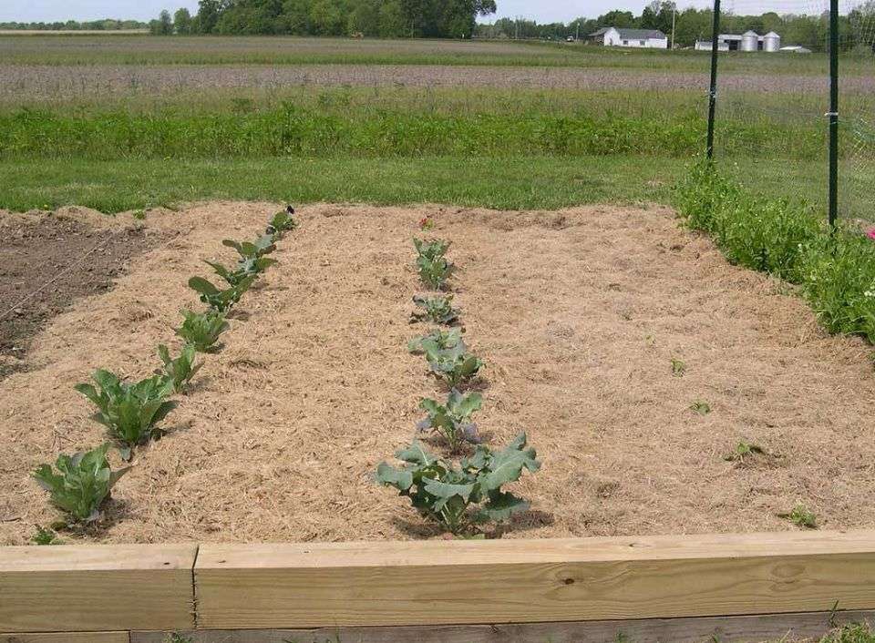 Mulching with Grass Clippings: An Effective Way to Nurture Trees Mulching with Grass Clippings: An Effective Way to Nurture Trees