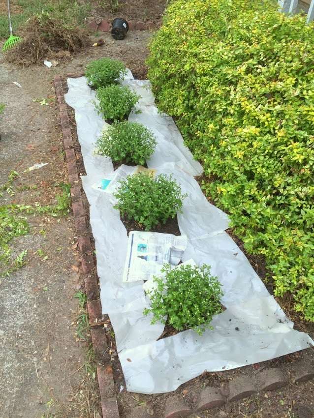 Mulching with Newspaper: A Quick and Effective Way to Provide Mulch for Your Plants Mulching with Newspaper: A Quick and Effective Way to Provide Mulch for Your Plants