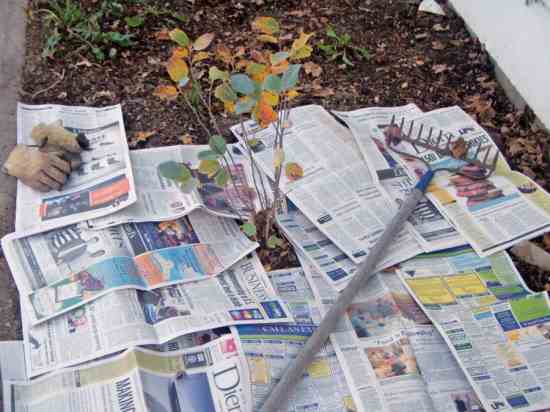 Mulching with Newspaper: A Quick and Effective Way to Provide Mulch for Your Plants Mulching with Newspaper: A Quick and Effective Way to Provide Mulch for Your Plants