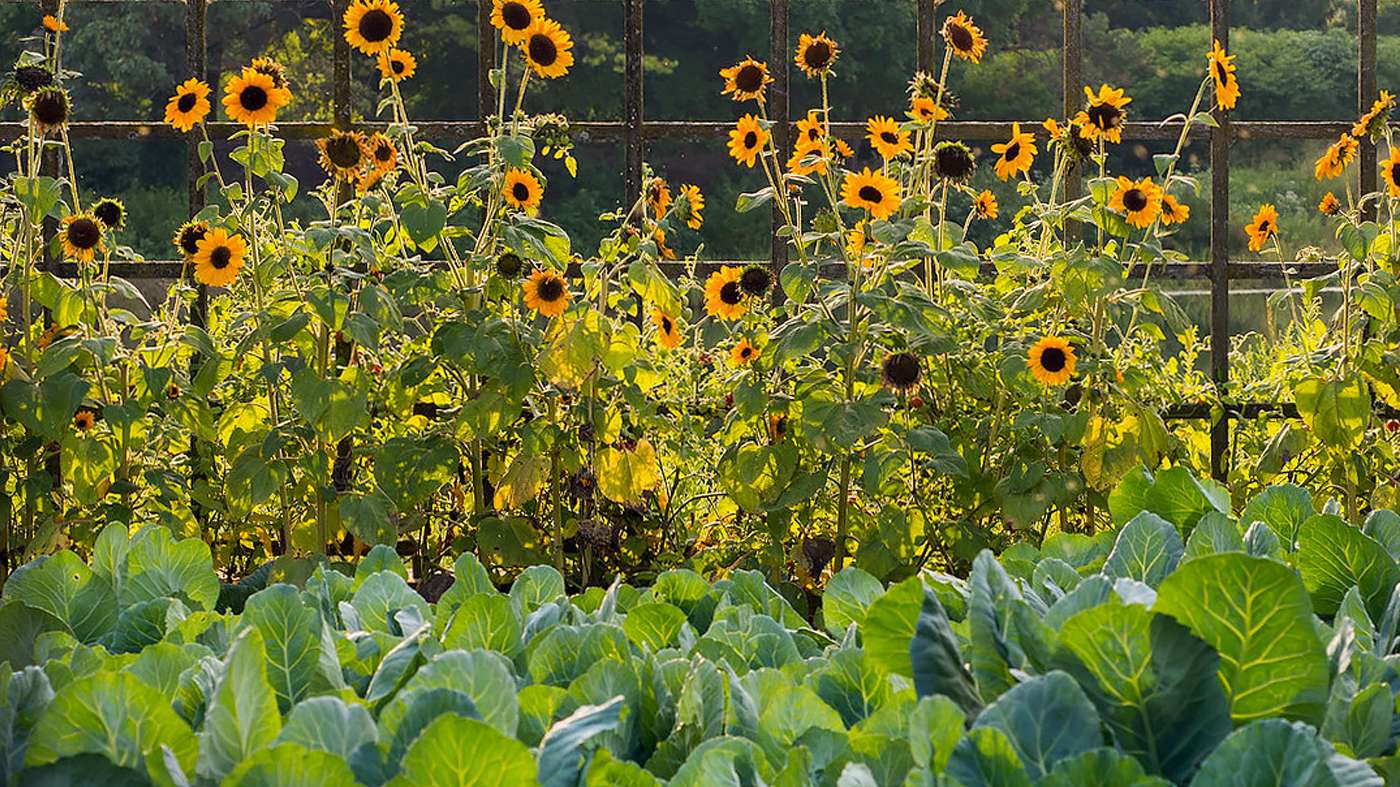 Pollinators are essential for vegetable gardens with a variety of vegetables.