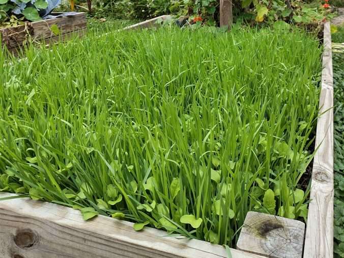 The Benefits of Cover Crops for Raised Garden Beds