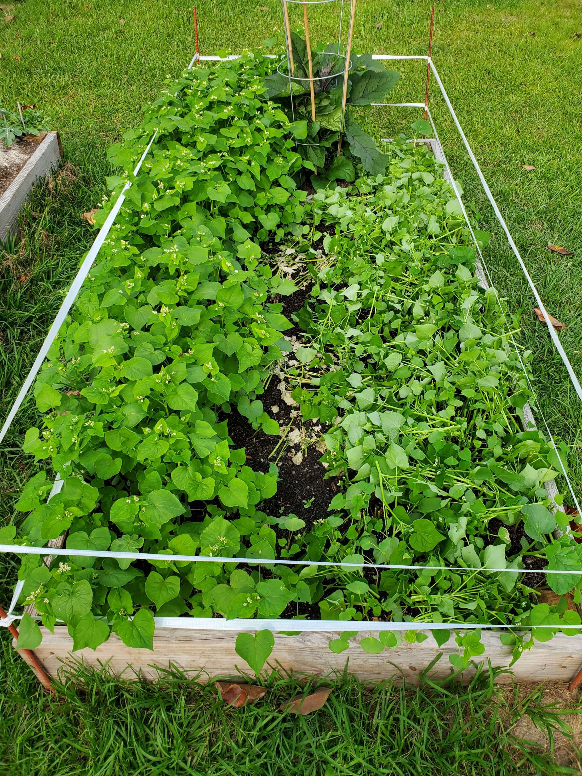 The Benefits of Cover Crops for Raised Garden Beds