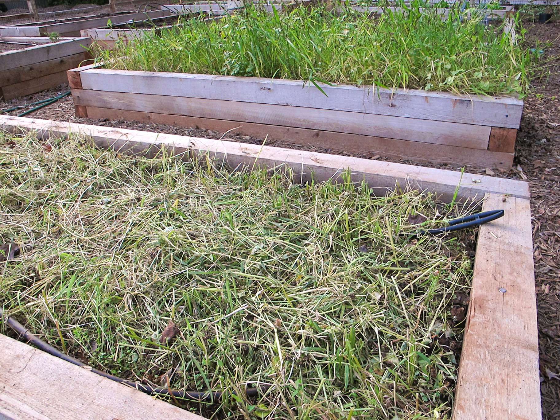 The Benefits of Cover Crops for Raised Garden Beds