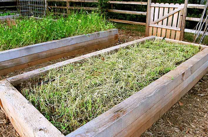 The Benefits of Cover Crops for Raised Garden Beds