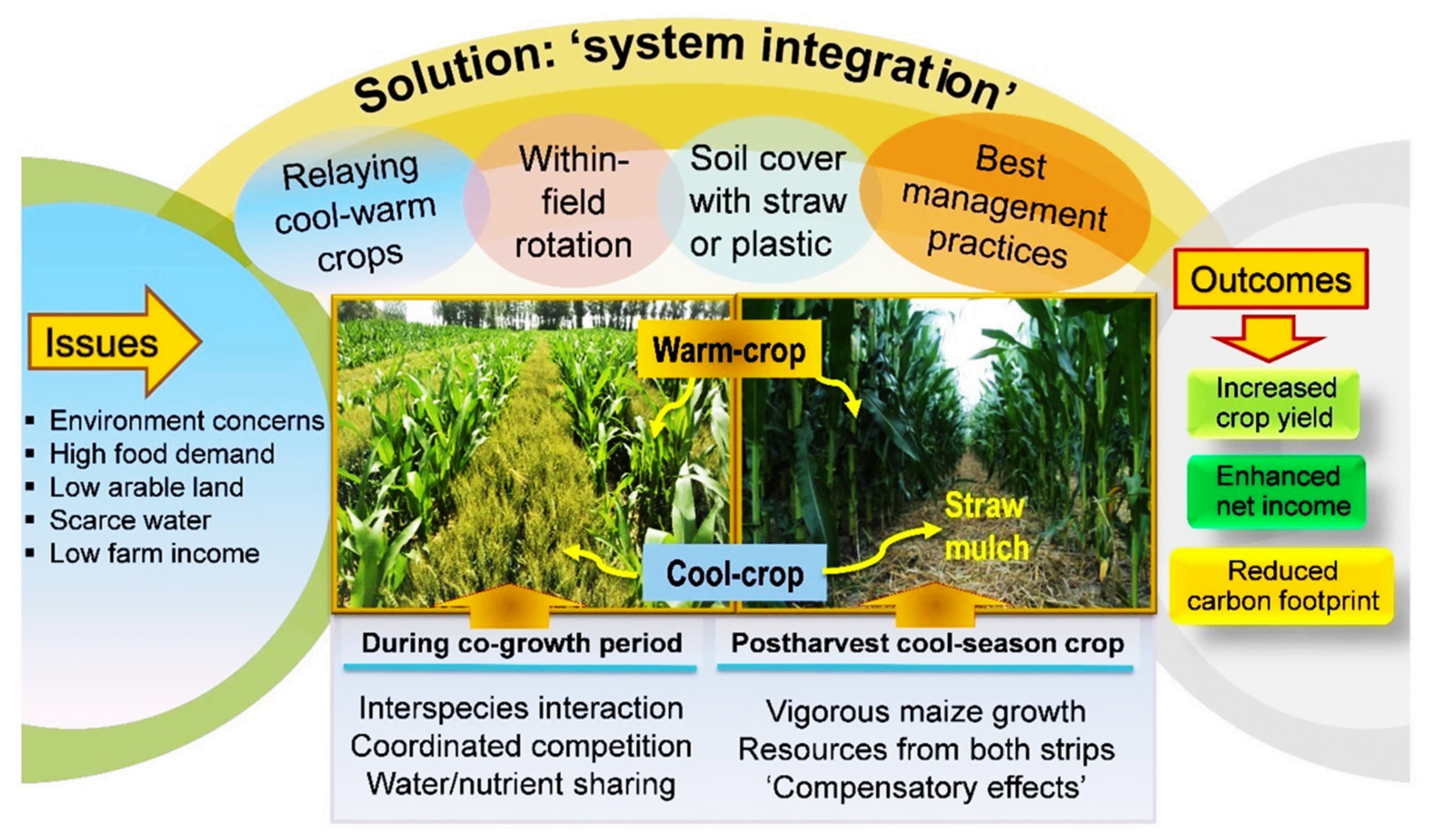 The Impact of Mulch Type on Plant Growth
