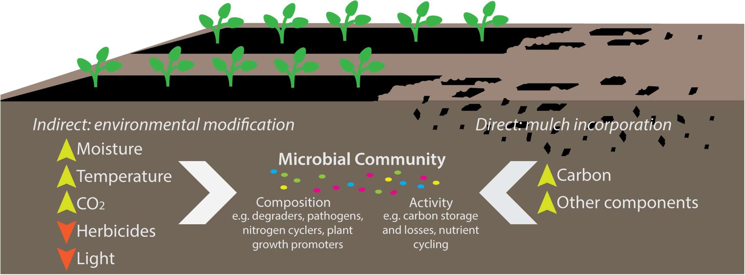 The Impact of Mulch Type on Plant Growth