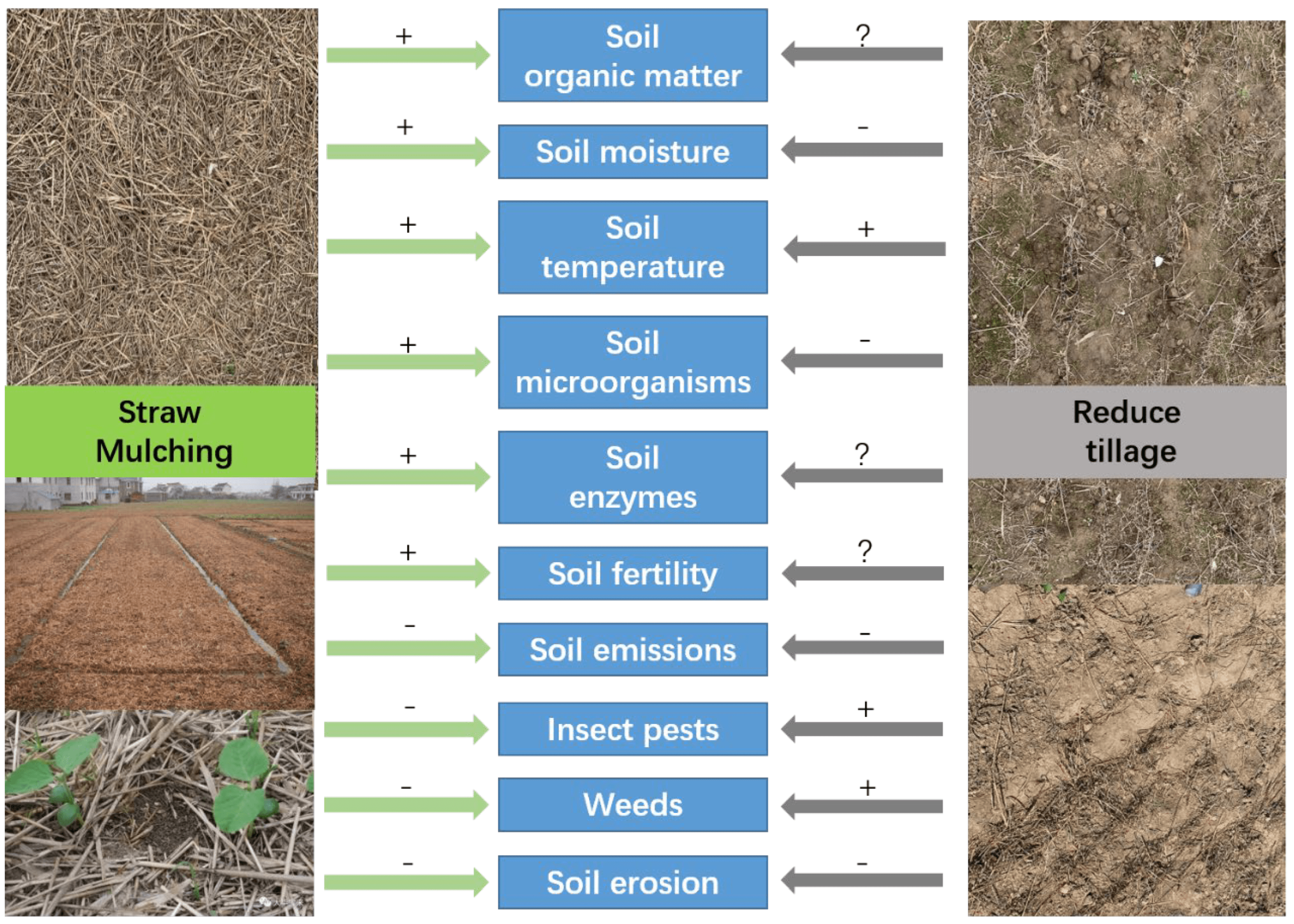The Impact of Mulch Type on Plant Growth