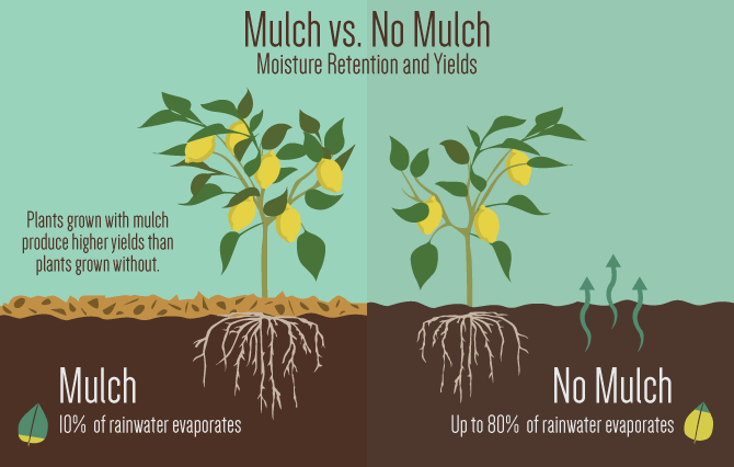 The Many Benefits of Mulching for Plants and Topsoil The Many Benefits of Mulching for Plants and Topsoil