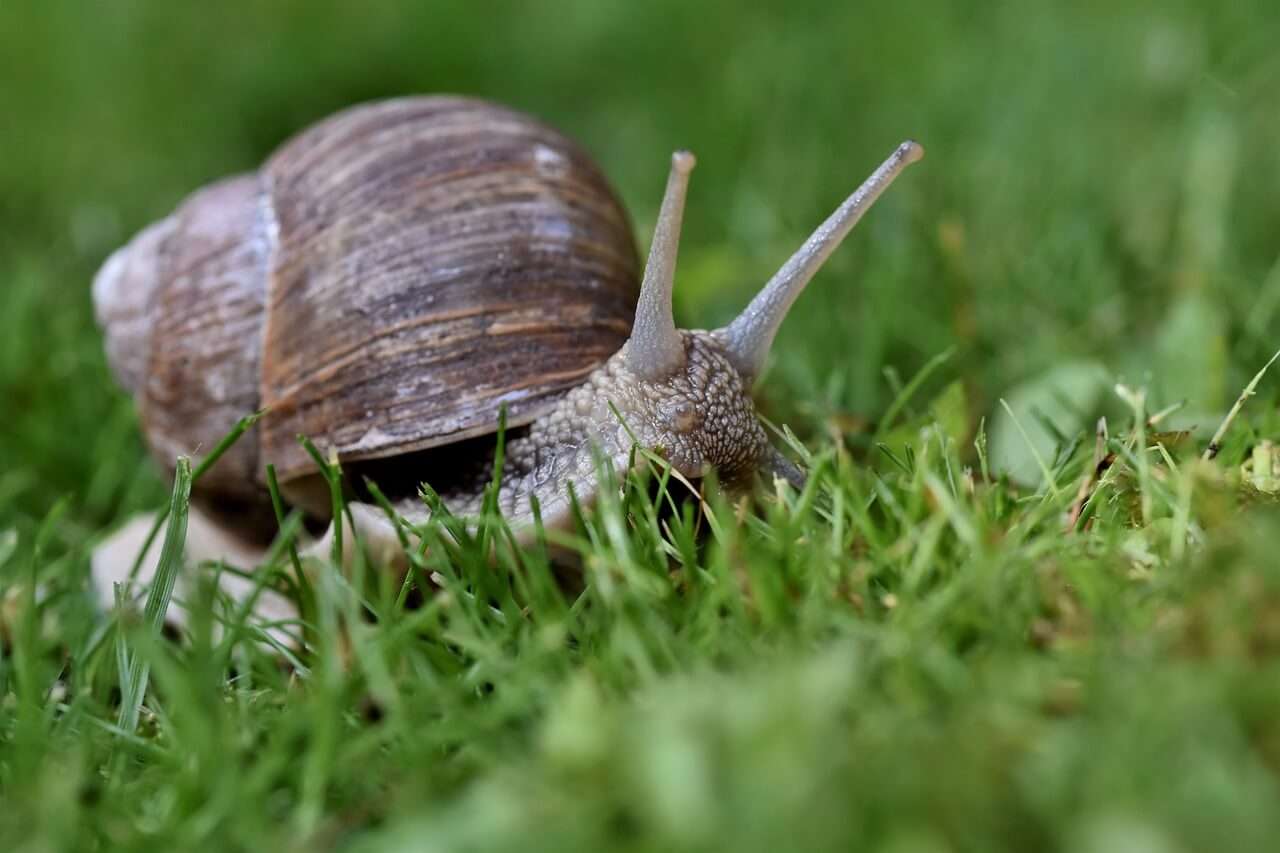 The Vital Role of Snails in the Ecosystem OffGridHarmony