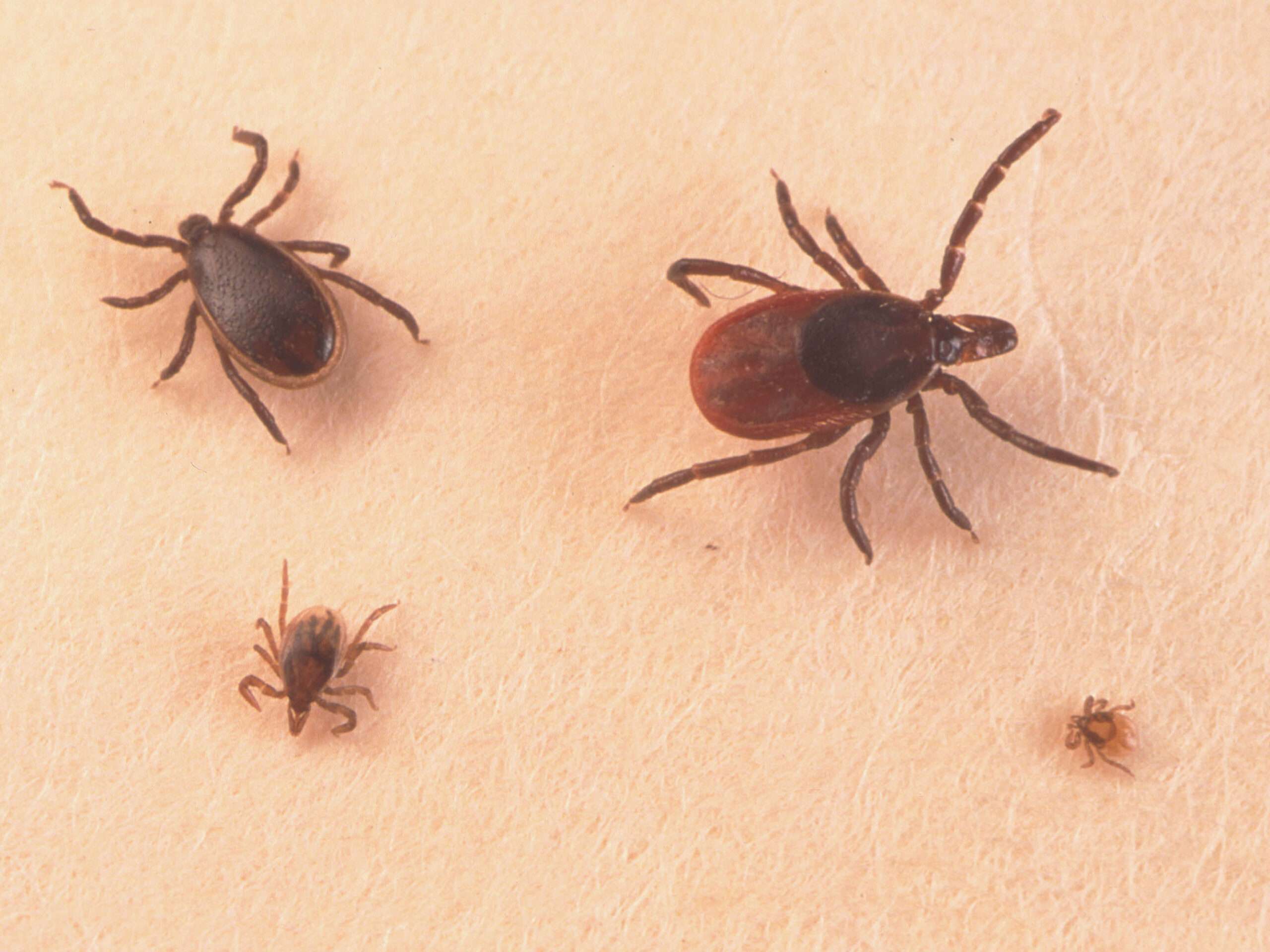 Ticks and Lyme Disease: An Increasing Problem in Recent Years Ticks and Lyme Disease: An Increasing Problem in Recent Years
