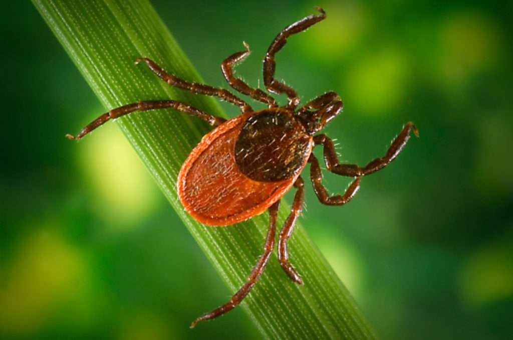 Ticks and Lyme Disease: An Increasing Problem in Recent Years Ticks and Lyme Disease: An Increasing Problem in Recent Years