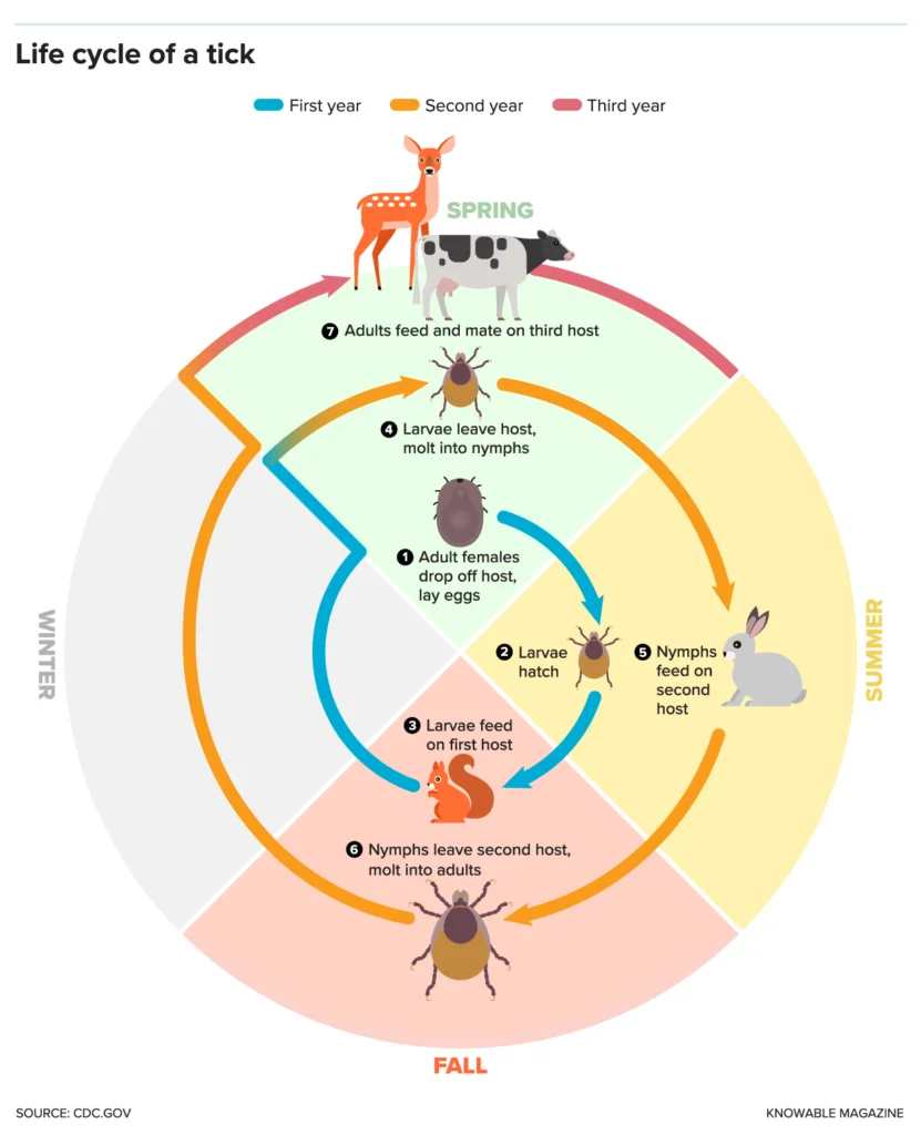 Ticks and Lyme Disease: An Increasing Problem in Recent Years