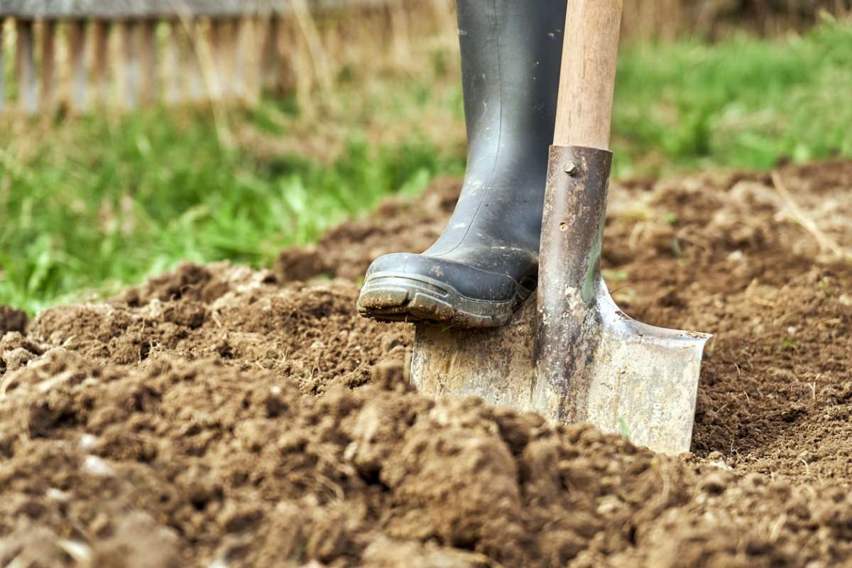 Tips for Successful Gardening in Clay Soil