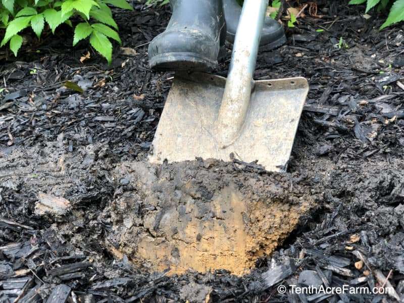 Tips for Successful Gardening in Clay Soil