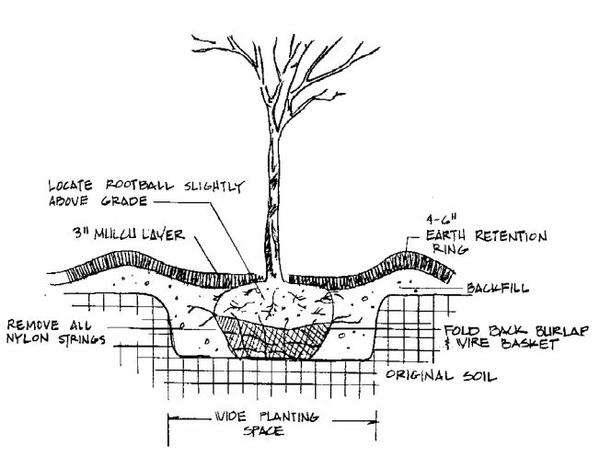 Tips for Successful Gardening in Clay Soil