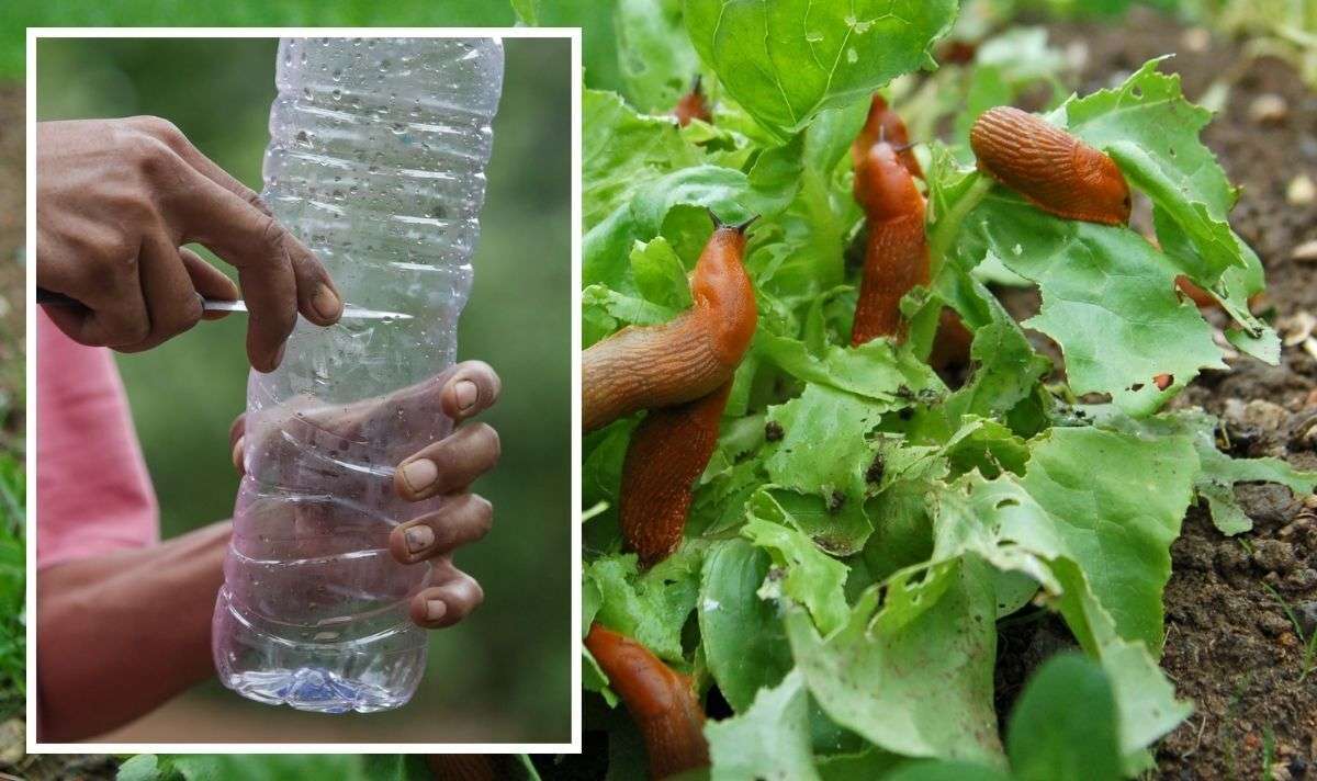 Using Plastic Bottles as Barriers to Protect Young Plants from Pests Using Plastic Bottles as Barriers to Protect Young Plants from Pests