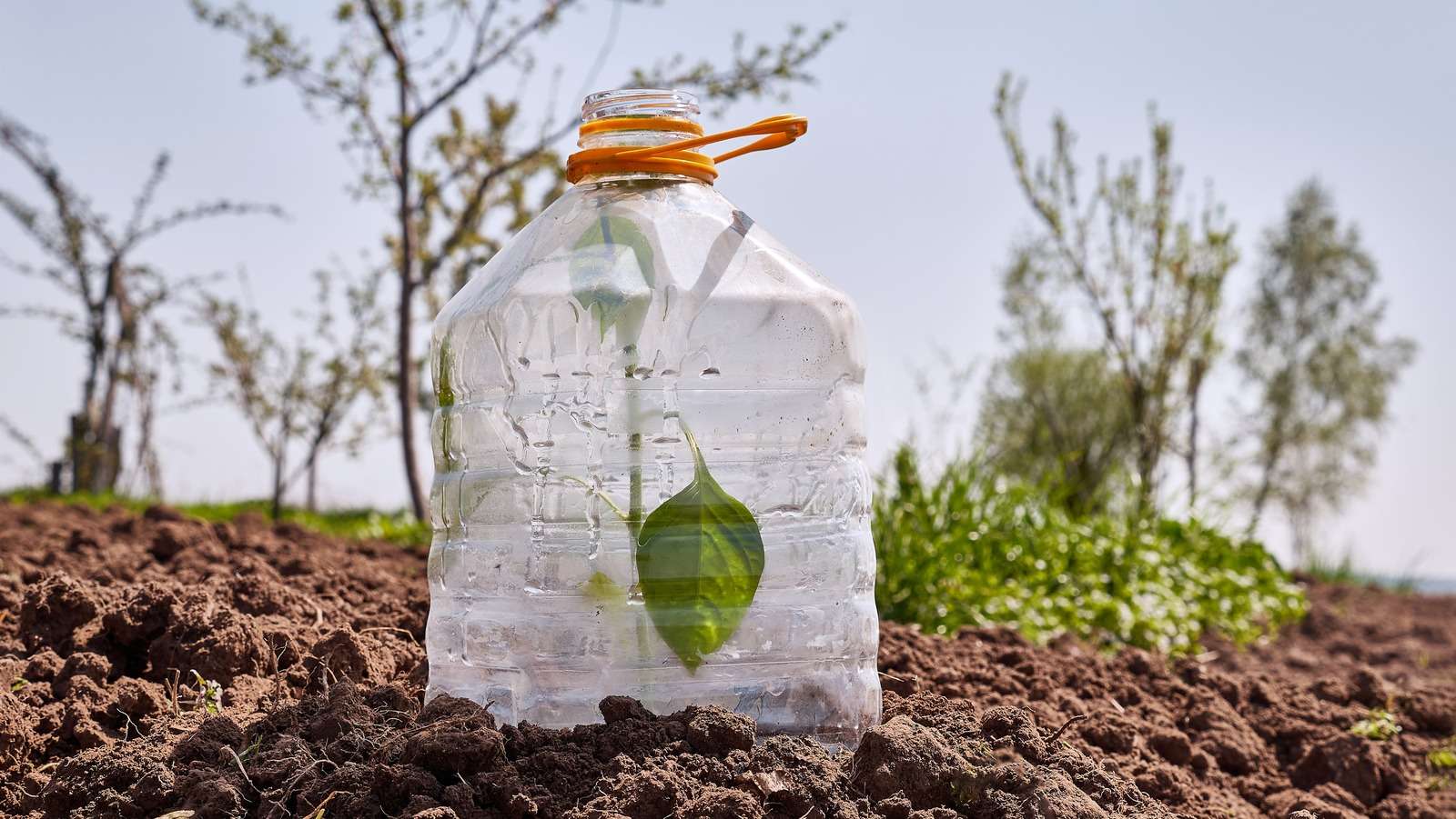 Using Plastic Bottles as Barriers to Protect Young Plants from Pests Using Plastic Bottles as Barriers to Protect Young Plants from Pests