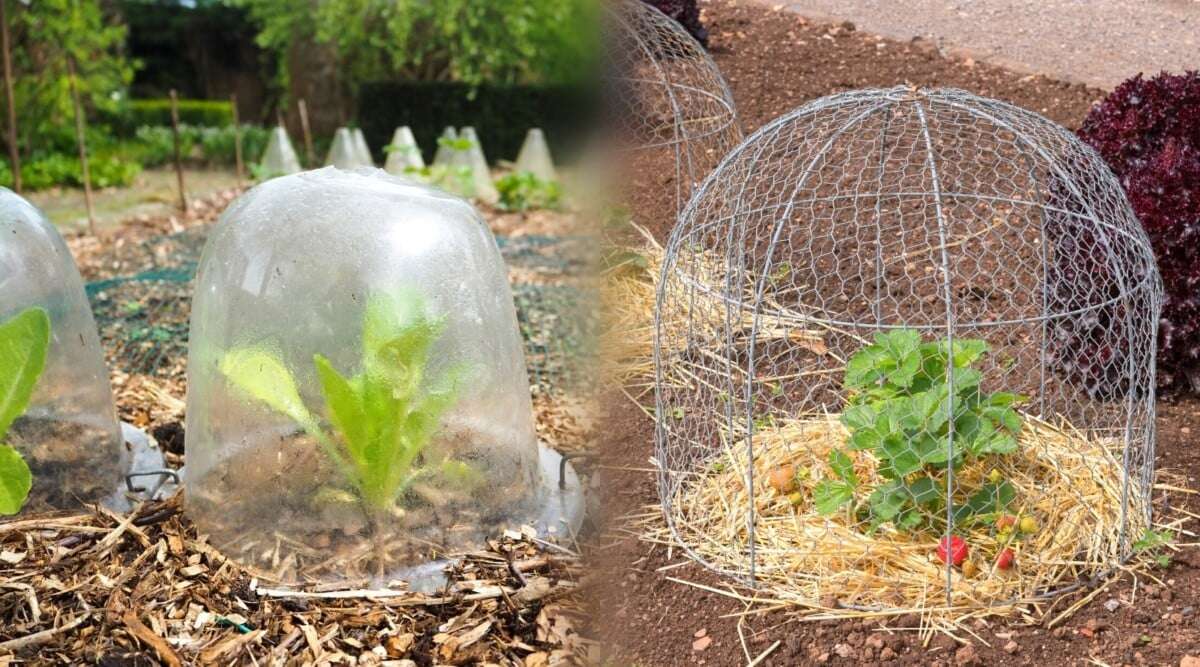 Using Plastic Bottles as Barriers to Protect Young Plants from Pests Using Plastic Bottles as Barriers to Protect Young Plants from Pests