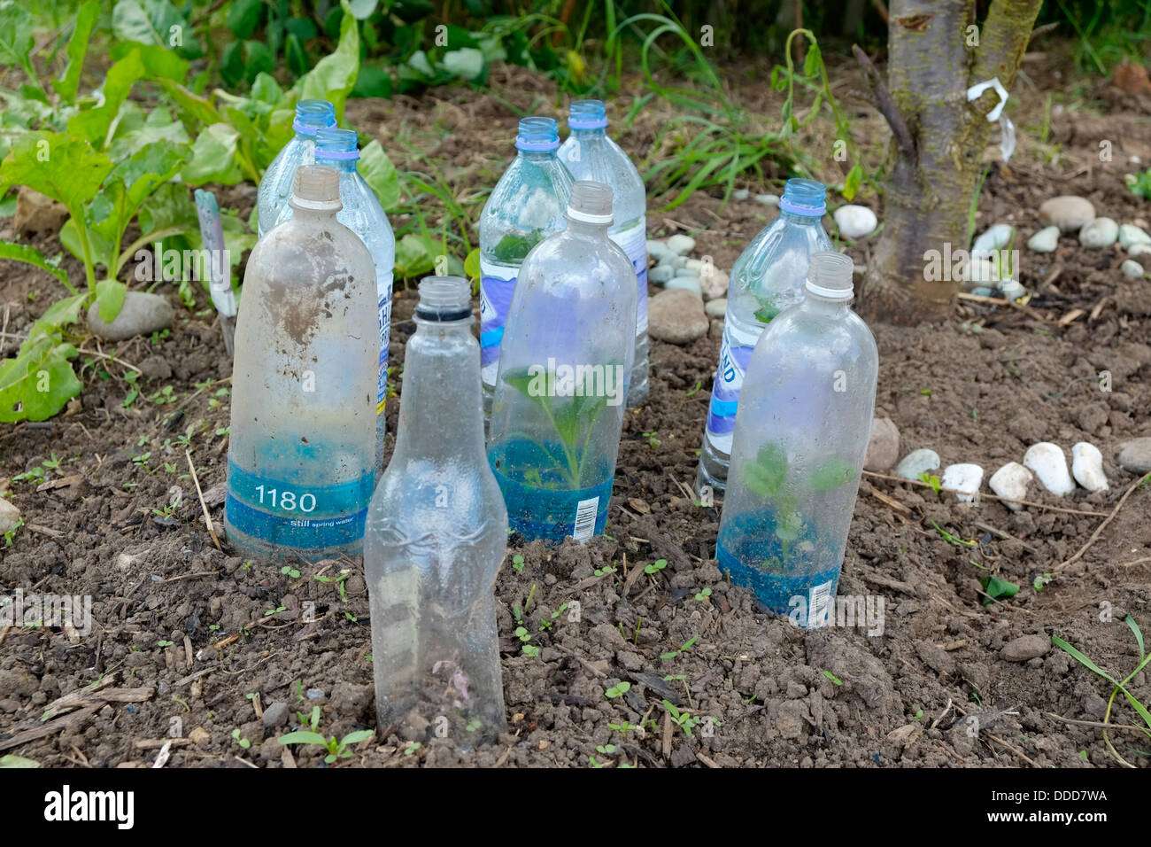 Using Plastic Bottles as Barriers to Protect Young Plants from Pests Using Plastic Bottles as Barriers to Protect Young Plants from Pests