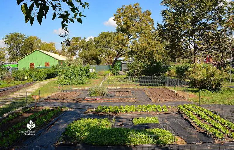 Vegetable Gardening In Fast-Growing Central Texas - OffGridHarmony