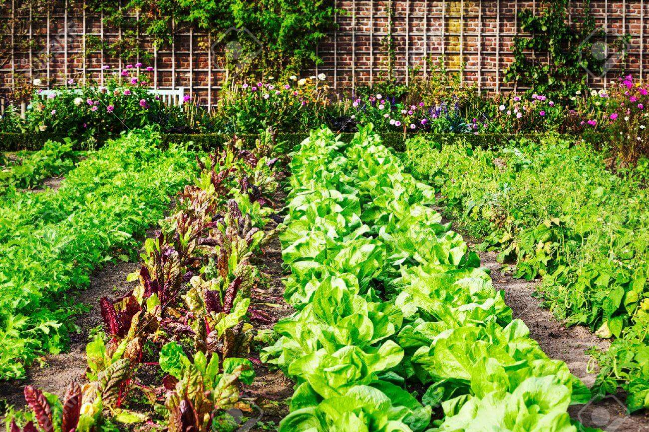 Vegetable Gardening in Fast-Growing Central Texas Vegetable Gardening in Fast-Growing Central Texas