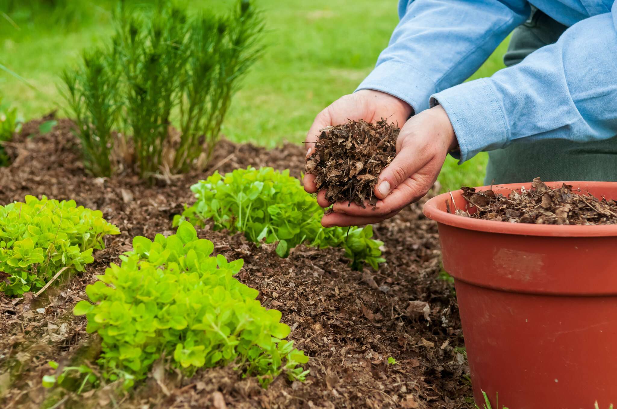 Why Mulching Potted Plants is Essential for Healthy Growth Why Mulching Potted Plants is Essential for Healthy Growth