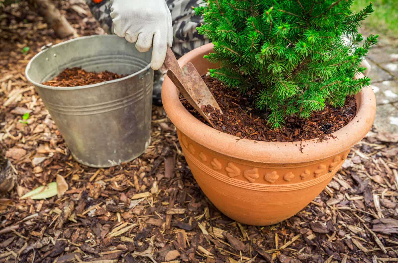Why Mulching Potted Plants is Essential for Healthy Growth Why Mulching Potted Plants is Essential for Healthy Growth