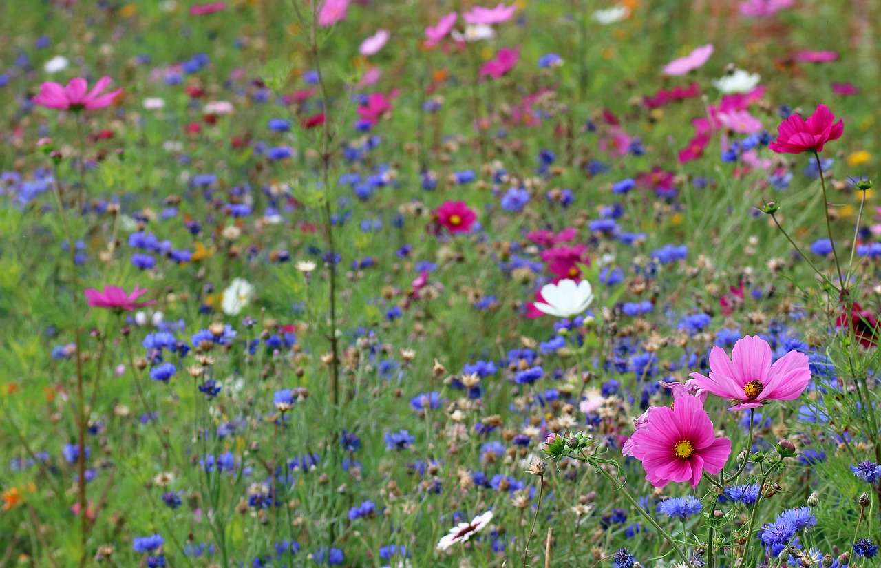 Wildflowers: Beneficial for Local Ecosystems