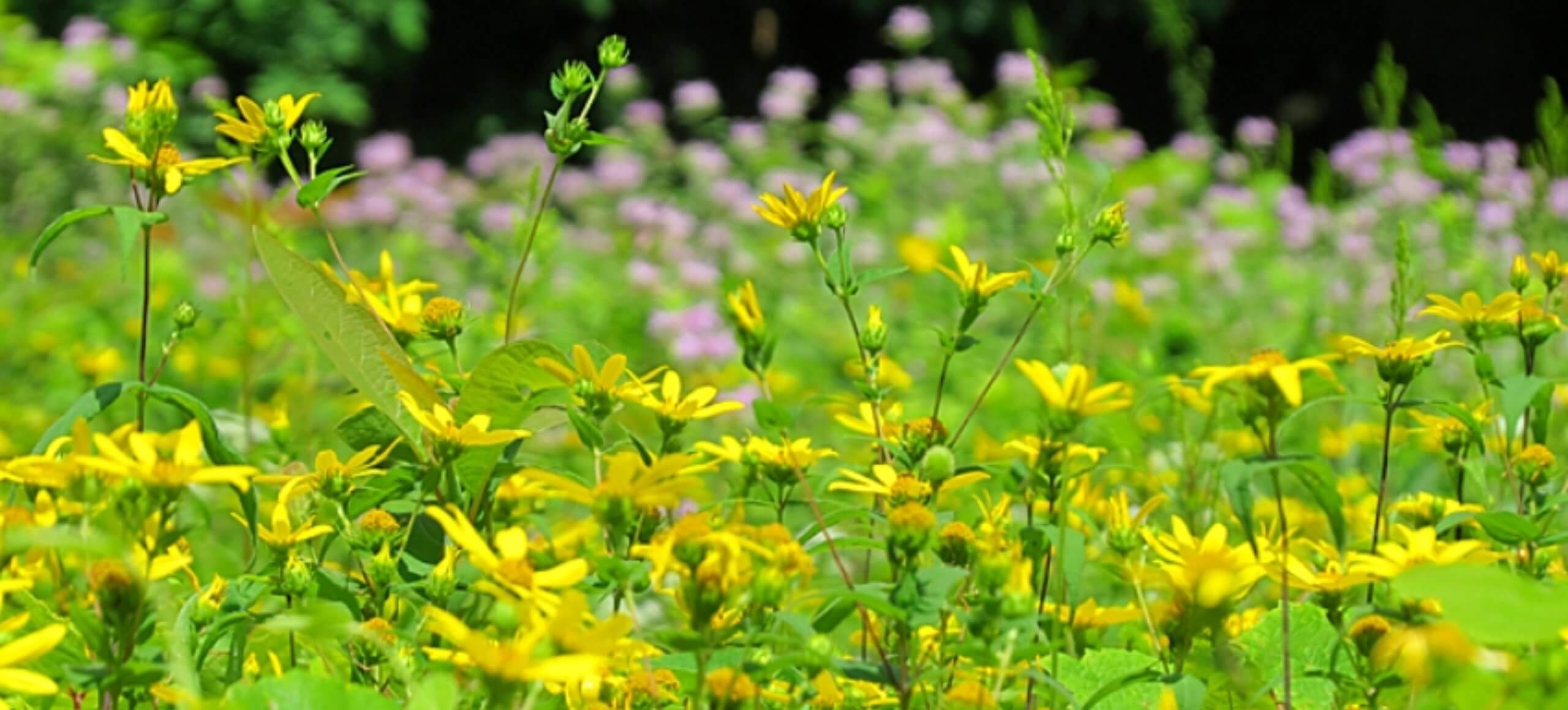 Wildflowers: Beneficial for Local Ecosystems
