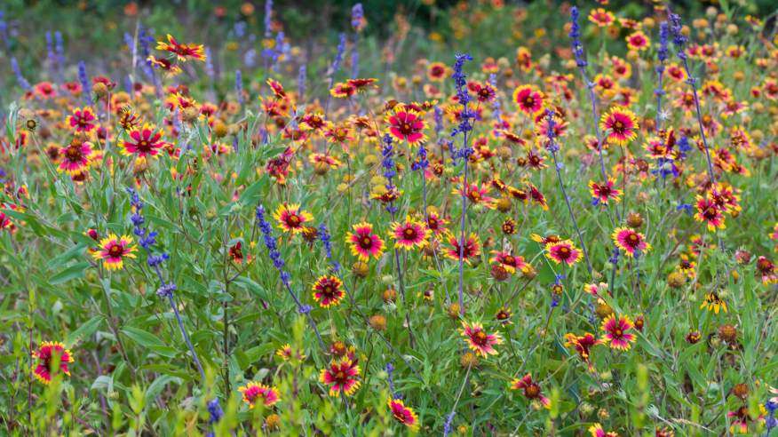Wildflowers: Beneficial for Local Ecosystems