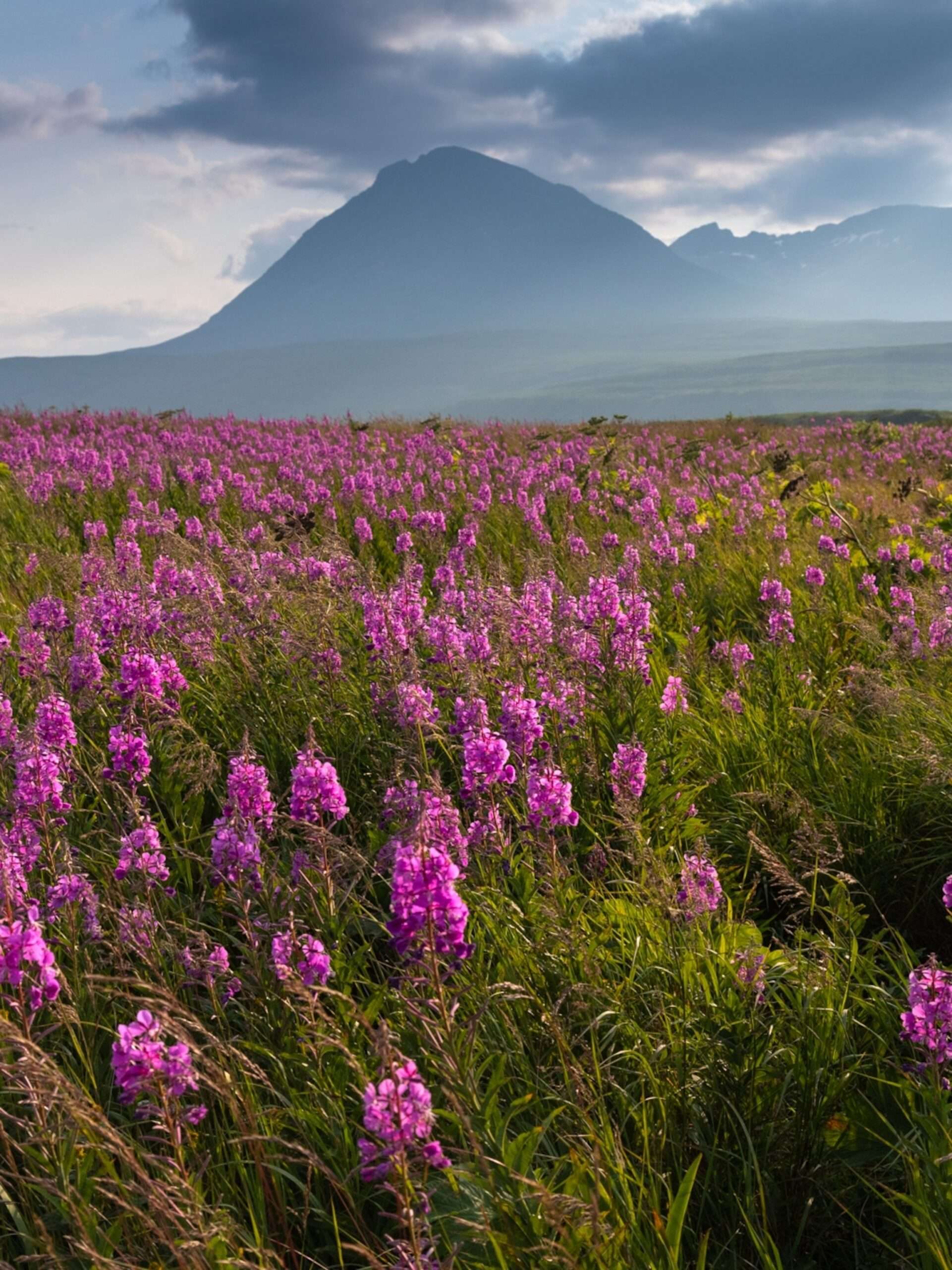 Wildflowers: Beneficial for Local Ecosystems