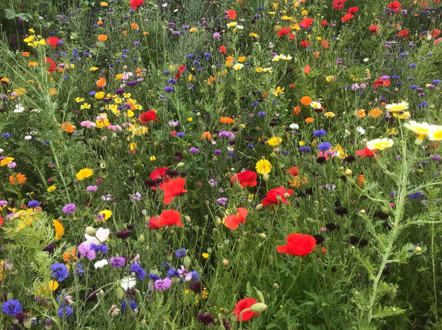 Wildflowers: Beneficial for Local Ecosystems Wildflowers: Beneficial for Local Ecosystems